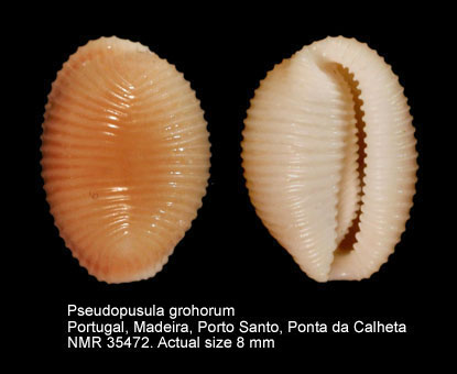 Pseudopusula grohorum.jpg - Pseudopusula grohorum (Fehse & Grego,2008)